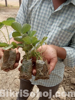 STRAWBERRY PLANTS